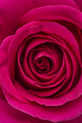Image of a marriage open beautiful dark pink soft rose. Close up in the studio