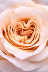 Fototapeta na wymiar Image of a marriage open beautiful pink orange pastel soft rose. Close up in the studio