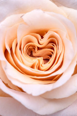 Image of a marriage open beautiful pink orange pastel soft rose. Close up in the studio