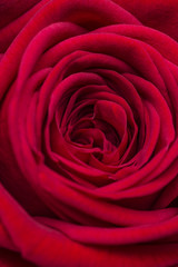 Image of a marriage open beautiful red soft rose. Close up in the studio