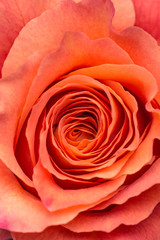 Image of a marriage open beautiful bright orange rose. Close up in the studio
