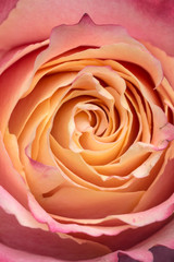 Image of a marriage open beautiful pink yellow orange pastel soft rose. Close up in the studio