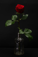 Dark Red Rose Isolated against Black