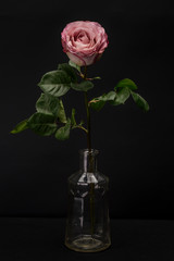 Light Pink Purple Rose Isolated against Black