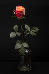 Orange Yellow Rose Isolated against Black