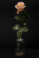 Light creamy white pink orange pastel Rose Isolated against Black