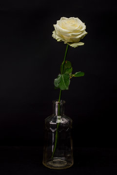 White creamy Rose Isolated against Black