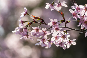 Japanese cherry Blossom (Sakura tree) spring season or hanabi season in japan, outdoor pastel color background