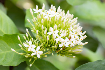 white spike flower and green leaf tree