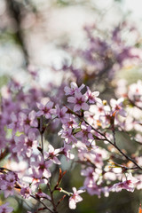 Japanese cherry Blossom (Sakura tree) spring season or hanabi season in japan, outdoor pastel color background