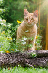 Red tabby cat, European Shorthair, in a flowery garden 