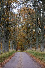 empty country gravel road with mud puddles and bumps