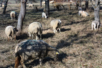 Flock of sheeps