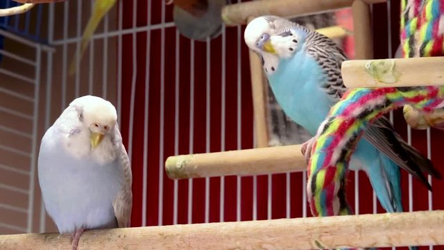 Both cute blue and light blue budgies seem tired and rest inside the cage. Blue budgie is vigilant on the swing toy. Light blue budgie is just carelessly sleeping.