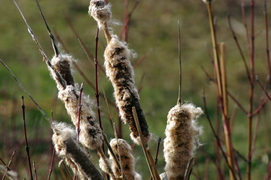 Rohrkolben  Typha Bumskeule in der Natur