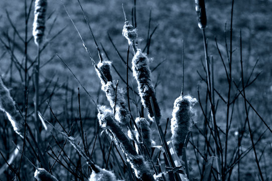 Rohrkolben  Typha Bumskeule in der Natur