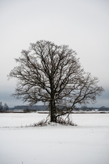 snow covered trees in winter forest.