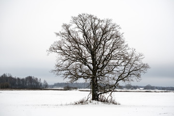 Fototapeta na wymiar snow covered trees in winter forest.