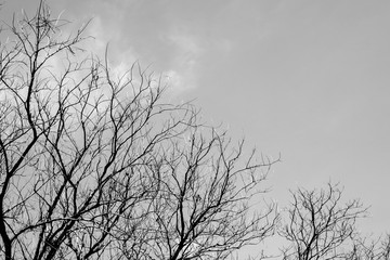 Looking up in Forest - Tree branches nature abstract - monochrome