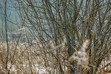 Fototapeta premium frosty grass bents in winter snowy day