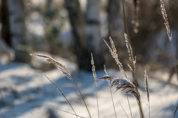 frosty grass bents in winter snowy day