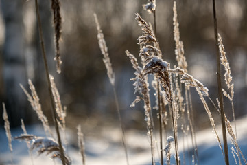 Fototapeta premium frosty grass bents in winter snowy day