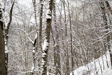 snow covered trees in winter forest.