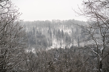 snow covered trees in winter forest.