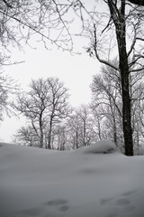 snow covered trees in winter forest.