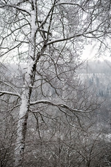 snow covered trees in winter forest.