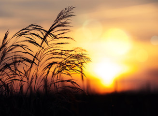 Summer scene with  plant close-up against  setting sun. Sunset sky background