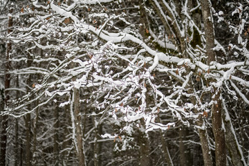 snow covered trees in winter forest.