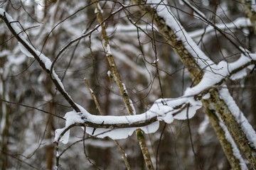 snow covered trees in winter forest.