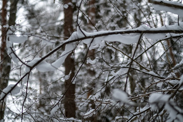 snow covered trees in winter forest.