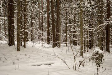 snow covered trees in winter forest.