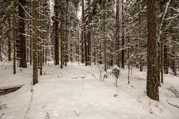 snow covered trees in winter forest.
