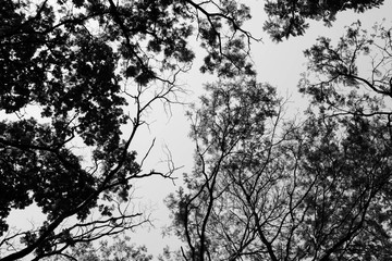 Looking up in Forest - Tree branches nature abstract - monochrome