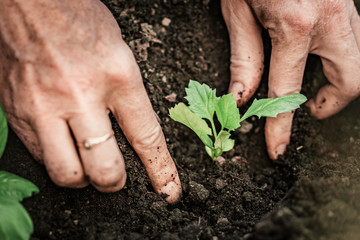old woman planting petunia flowers in the spring garden