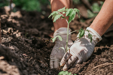 planting tomato seedlings with the hands of a careful farmer in their garden