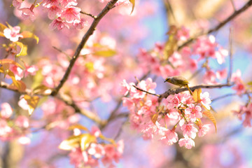 Yellow bird blue background perched on the branches Sakura ,Beautiful bird on cherry blossom and sakura.