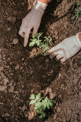 old woman inserts tomato seedlings into the soil in spring