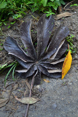 embauba leaf that fell to the ground