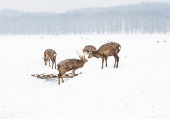 deer in winter against the backdrop of forest