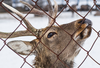 head of buck with antlers behind a farm fence
