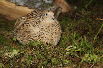 quail in the forest