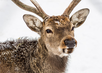 closeup head of buck deer on white background