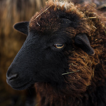 Closeup  Red Sheep With Black Muzzle