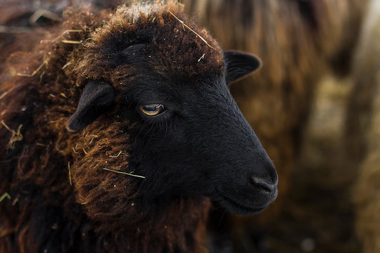 Closeup  Red Sheep With Black Muzzle
