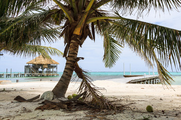 Cool Breeze Blowing Coconut Palms in Belize