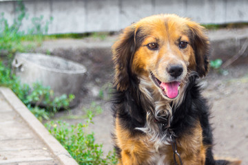 Portrait of a dog with his tongue out. A faithful domestic dog sits on a chain